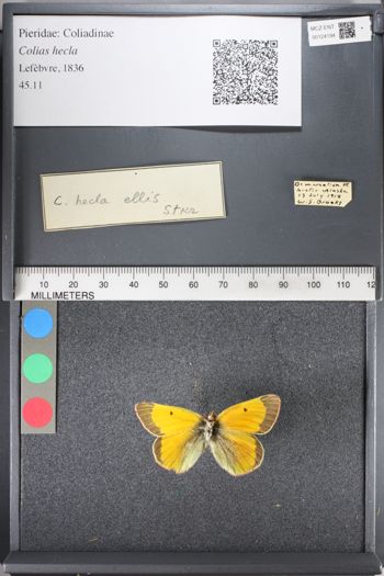 Media type: image;   Entomology 124194